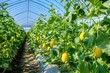 © Studio - Ripe yellow melons hanging on green vines inside a modern greenhouse farm under bright sunlight, showcasing sustainable agriculture and fresh organic produce cultivation.