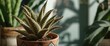 © vxnaghiyev - Aloe plant in a patterned pot with sunlight shadows