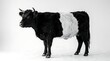 © Tarek - Black and white cow standing on white background