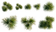 © KP Stock - Set of  Dracaena cochinchinensis tree plan, top view, cutout, transparent background, isolate, Collection of Yucca Plants - A Variety of Sizes and Forms for Design Use