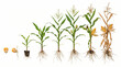 © ENDRY - Corn Growth Stages with Life Cycle of Maize Plant.