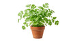 © MRamzan - Fresh green cilantro plant in terracotta pot, organic coriander herb growing in clay planter, aromatic culinary herbs for home gardening and cooking isolated PNG with Transparent Background