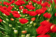 © Irina Bo/Stocksy - Bright red flowers bloom in a garden setting