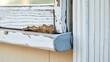 © yijin - caulk. Edge of an old wooden window frame showing weathered putty and fresh caulk. real-estate listings, architecture portfolios, designed for real-estate listing and luxury residence showcases.