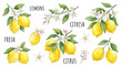 © tae - Artistic collection of hand drawn watercolor yellow lemon fruit illustrations featuring green leaf and white citrus blossom botanical elements for elegant graphic design compositions.