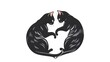 © Nataliya - Cats that are sitting in the shape of a circle, feline pet kitten domestic animals abstract balance yin yang symmetry conceptual artwork layout