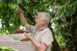 © luciano - Senior adult man happily harvesting fresh red cherries from a cherry tree in his garden, enjoying a summer day and healthy organic fruit picking activity