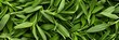 © artemstepanov - Tarragon texture background, estragon leaf banner, Artemisia dracunculus pattern, fresh herbal leaves