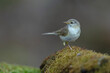 © Grzegorz - piecuszek (phylloscopus trochilus)