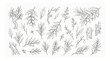 © HayeGareebi - Vintage olive branch sketches, hand drawn botanical olive tree elements, rustic black and white floral vector set for organic oil packaging