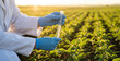 © StudioAi - A scientist in a lab coat holds a test tube while examining crops in a field during sunset, blending agriculture with scientific research.