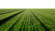 © Maria - Green grass field with parallel rows and long shadows, isolated on transparent background