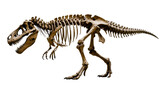 Tyrannosaurus Rex dinosaur skeleton fossil