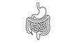 © Zahem - Human Digestive System Anatomy Illustration
