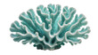 © Alexander - Blue coral with intricate branching structures, isolated on transparent background