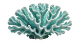 Blue coral with intricate branching structures, isolated on transparent background