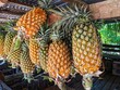 © Maslan - Hanging pineapples ready for sale