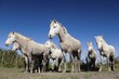 © Konrad Wothe/imageBROKER - Camargue horses, Camargue, Southern France, Europe