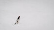 © Zachary - Lone black and white bird standing on a vast open snowfield in winter