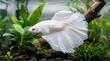 © Hendrik - Elegant White Betta Fish Swimming in Aquarium with Lush Green Plants