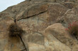 © Travel 'n' Lifestyle - View of ancient petroglyphs carved into the Sacred Rocks of Ganish, featuring depictions of ibex and geometric symbols on weathered stone surfaces in Ganish, Gilgit, Pakistan.