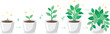 © Rozina Creative - Plant growth stages collection showing seedling development cultivation progress and healthy houseplant lifecycle illustration