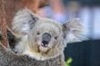 © Pablo - Koala posando desde un árbol