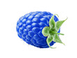 © Caroline - Exotic blue raspberry fruit with prominent green sepals, rich texture.