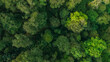 © AmazingAerialAgency - Aerial view of dense tropical rainforest canopy with lush green foliage and varied tree textures in Indonesia.