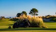 © hinata - Dark golf cart with golf bags parked beside vibrant golden ornamental grass on a lush green golf course under a clear blue sky during a sunny day.