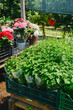 © reddish - Fresh potted herbs in green crates at an outdoor market