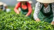 © Intelligent Horizons - Farmers in traditional hats and aprons meticulously pick fresh tea leaves in rows on a vibrant plantation representing traditional agriculture and healthy beverage production