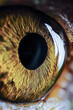 © Ева Поликарпова - A close-up shot of a bright yellow eye