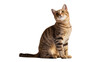 © Oisin - Isolated curious young domestic tabby cat sitting patiently and looking upward with tilted head