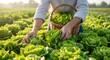 © Sakina - Close-up of a gardener's hands picking ripe green bell peppers from a lush plant in a sunny vegetable garden.