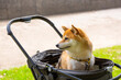 © taa22 - ドッグカートに乗ってくつろぐ柴犬
