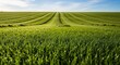 © Sandal - Close up of green grass field with rows.
