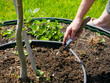 © Olesia Basova - Woman gardener using trowel to cultivate soil in garden bed. Hand of female farmer working with earth around plant during spring season. Home cultivation and agriculture lifestyle concept.