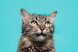 © sandor - Expressive Tabby Cat Meowing Against Turquoise Background