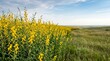 © Jering - Bright yellow sunn hemp flowers in a rural landscape