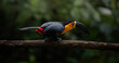 © Waldemar Seehagen - The channel-billed toucan (Ramphastos vitellinus) in Atlantic Forest natural environment