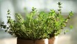 © Benjamin - Fresh Thyme Sprigs A Close Up View Of Aromatic Culinary Herb