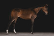© Cavan Images - Elegant brown horse standing in profile view