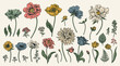 © Chici - Coleção de ilustrações botânicas desenhadas à mão, apresentando diversas flores e folhas em estilo vintage e cores suaves, perfeitas para design gráfico.