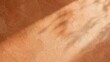 © Narlune - Textured orange terracotta wall background with warm sunlight and palm leaf shadow