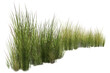 © Saharattaphum - grass isolated on white background/Highly detailed and sharp green grass clumps isolated on a white background, realistic ornamental vegetation ideal for landscape, garden, nature