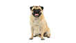© amnabibi - A happy fawn colored pug dog sitting and looking forward with a cheerful expression and open mouth isolated in high resolution studio shot on transparent background