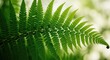 © mbejo - Backlit fern frond in sunny forest.
