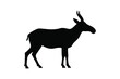 © Kohinur - Saiga antelope animal silhouette side view vector illustration