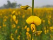 © MdAshaduzzaman - Close up of Yellow Crotalaria juncea flower in the field,Crotalaria juncea, known as brown hemp, Indian hemp, Madras hemp, or sunn hemp